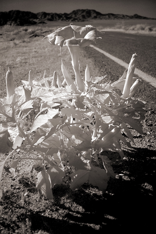 Roadside Flower On the border of CA & AZ � Dave Hickey